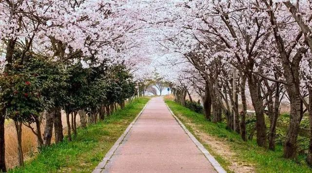 20日起，安徽合肥增開兩條“定制旅游公交專線”(圖2)